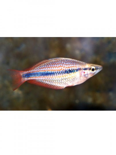 Melanotaenia Trifasciata